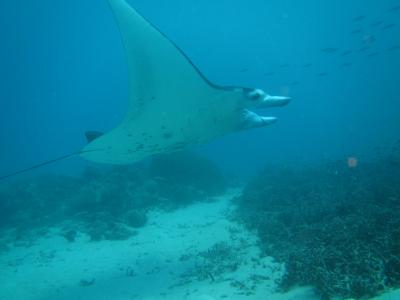 ジャーマンチャネル・リベンジ!!