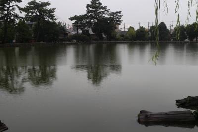 奈良公園の鹿と猿沢池