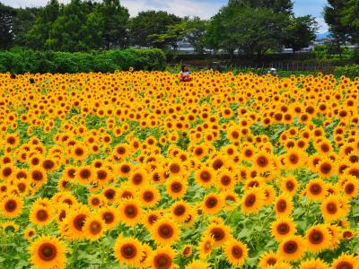 ひまわり、ヒマワリ、向日葵！！　　【 座間ひまわりまつり 2014 】