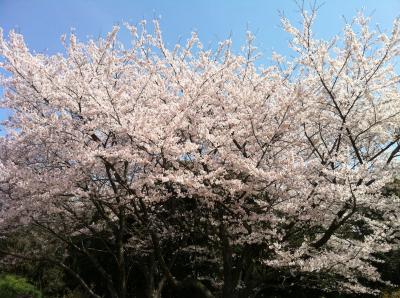 宇多津青の山の桜