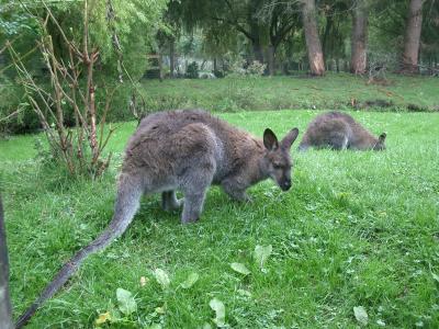 ニュージーランドの旅 (クライストチャーチ～ネルソン)