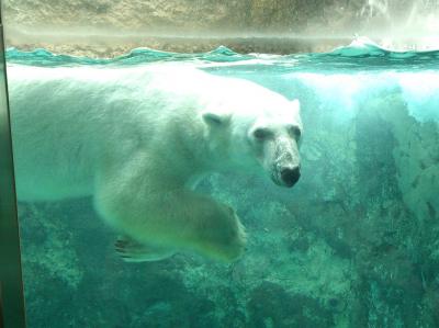 初夏の北海道を爽快☆ドライブ　その３～札幌・旭山動物園～