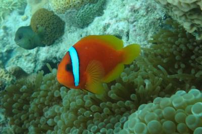 世界が恋する海　座間味島 シュノーケリング