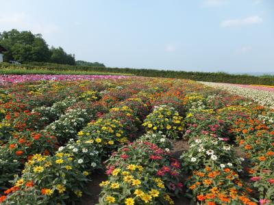 記念スタンプを押しに~弾丸ツアー富良野・美瑛・層雲峡・十勝の旅~