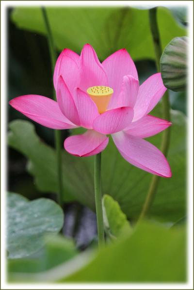 Solitary Journey ［1416］ 軍師‘黒田官兵衛’の水攻めで有名な備中高松城趾に咲いていた‘宗治蓮’＜高松城址公園＞岡山県岡山市