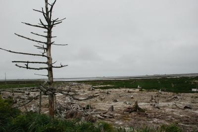 時の流れに身を任せた野付半島トドワラの風景（北海道）