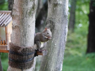’14夏 お花いっぱいの北海道♪① エゾリスに出会えて大興奮の旅の始まり