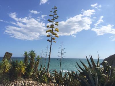 コスタドラーダのシッチョスのビーチ。