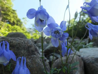 2014年夏山の高山植物 - 早池峰を中心に