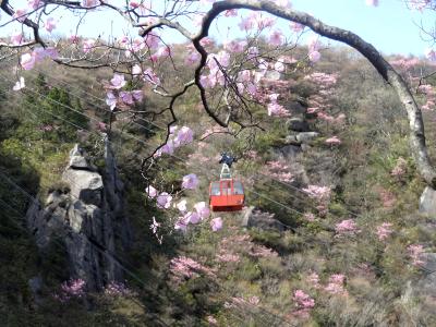 東海三県花トレック① 御在所岳 アカヤシオ編 (ツツジ、負けないで)