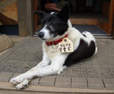 蔵王登山の前に営業犬ウシエのいる教育ファーム山川牧場でソフトクリームを食す