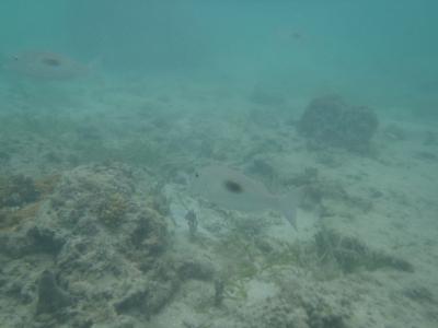 2012　グアムでシュノーケル三昧♪