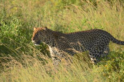 ケニア（サンブル・ナクル・マサイマラ）サファリ：サンブル国立保護区で出逢った動物たち
