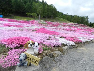 『三島さんちの芝桜』はめっちゃ綺麗でした～♪◆2014年6月・北海道の花とグルメな旅≪その７≫