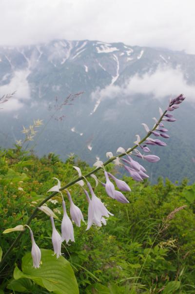 北アルプス白馬山麓　花三昧ハイキング 1日目～白馬五竜～