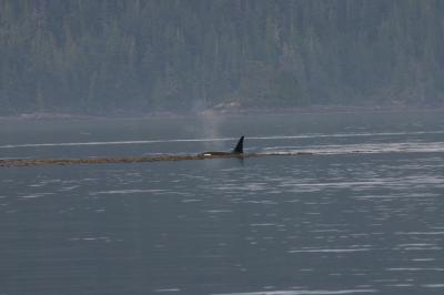 バンクーバー島カヌーと動物たち(2)