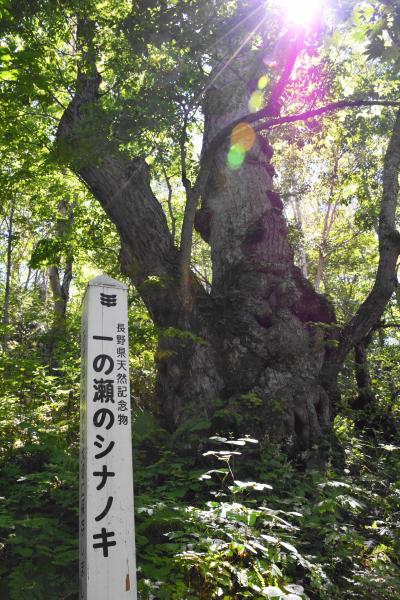 志賀高原でアサギマダラに出会う