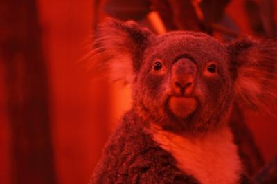 夜の動物園に行ってきました！