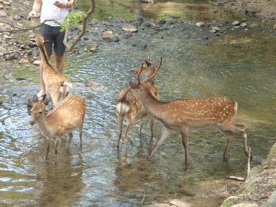 はじめましてシリーズPart1　奈良県♪　あっちもこっちも鹿・鹿・鹿が多くてびっくり！　　　