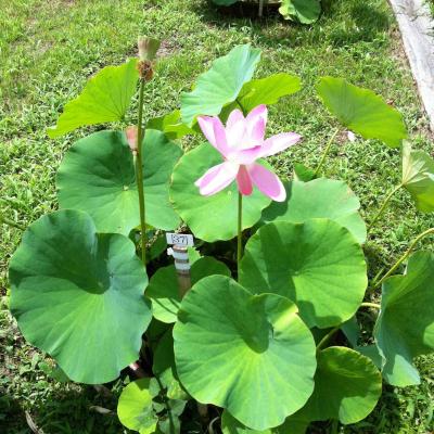 頑張れ！東北、心からそう思います