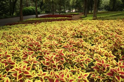 真夏の森林公園とナイトズーの埼玉こども動物自然公園のはしごは楽しい！（１）シックな色合いの涼しげなコリウスガーデン＆園芸の花も野花も咲くボーダー花壇