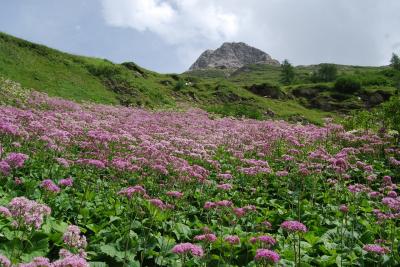 オーストリア三大名峰山麓ハイキング10日間の旅・・・・高山植物編④グロースグロックナー山麓その１