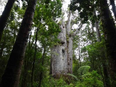 ニュージーランドめぐり③：巨木カウリの森