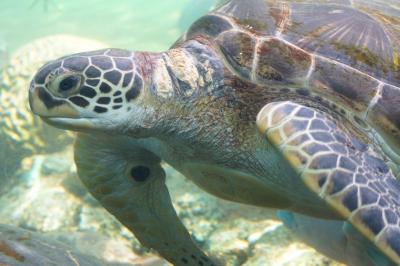 お盆真っ只中の八景島に行って来ました!?