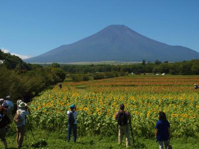 快晴の富士山　花の都公園　美しく咲く　向日葵　百日草　中