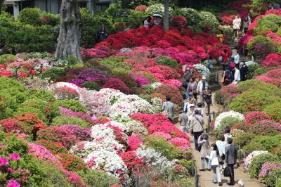 根津神社つつじ祭りと谷根千散策。2014年4月