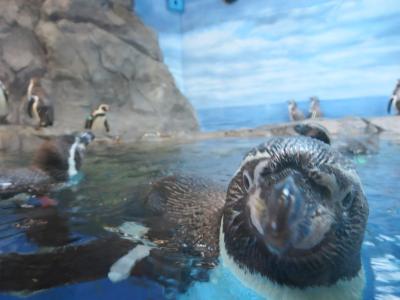 GWにタダで新江ノ島水族館へ行ってみた。