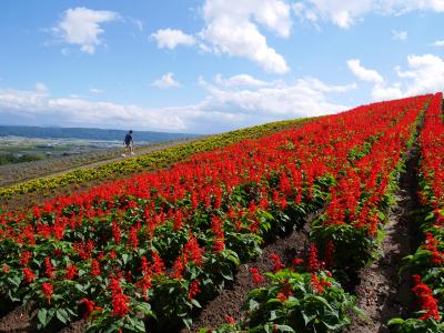 ’14夏 お花いっぱいの北海道♪③ 富良野へGO☆