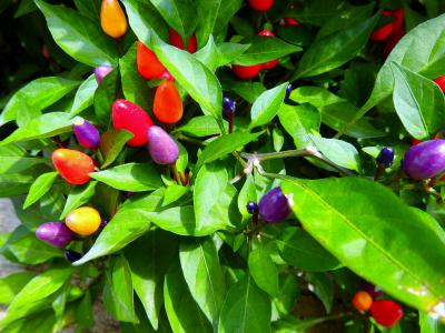 京都府立植物園の（ローカル限定）話題　２つの花　～新しいカメラを手に出かけてきました～