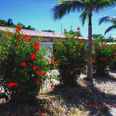 石垣島2泊3日~車無しでも満喫の旅~①