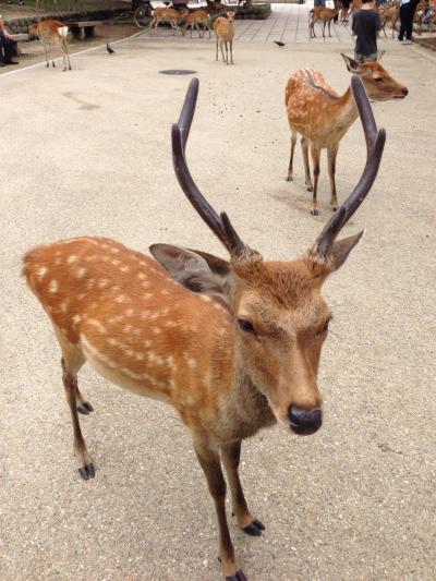 京都 奈良旅行