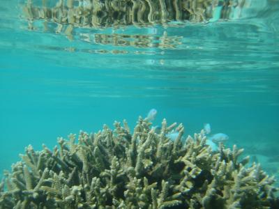 モルディブ北マーレ環礁 バンドス島 スノーケリングの旅