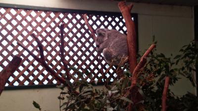 2014年世界一周旅行 シドニー編(その1)