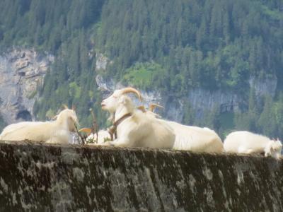 2014 スイスの田舎町『小さな奇跡』にであう旅 ③ ヨーデルの流れるバスでクラウゼン峠♪
