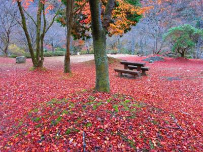 中釜戸のシダレモミジと北茨木の紅葉巡り2012年11月