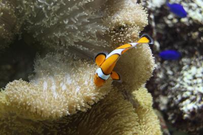 クラブメッドカビラで贅沢リゾートの旅