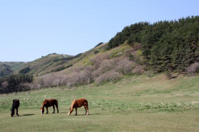 寒立馬のいる岬。　～北東北一周の旅。その8～