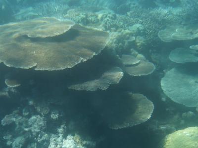 ポートダグラス家族旅行⑥3日目～熱気球＆リーフクルーズ　コンボツアー（後半）