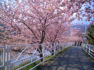 河津桜および年々桜模様