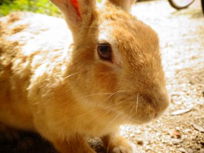 うさぎと遺産に癒されて　広島1泊旅行