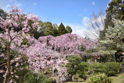 京都桜巡りの旅