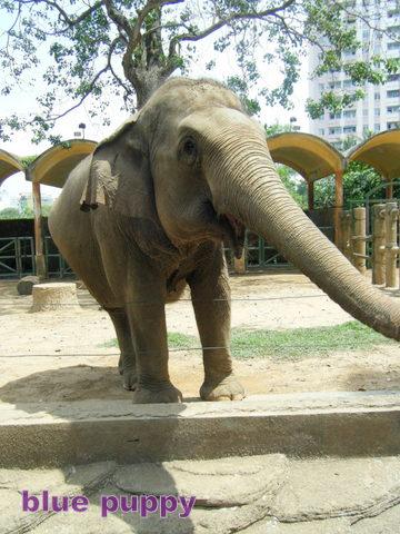 サイゴン動植物園に行ってきました。　　２０１１年３月　　