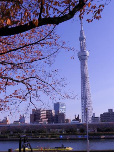 紅葉とスカイツリーと時々浅草寺