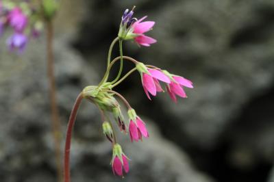 咲くやこの花館