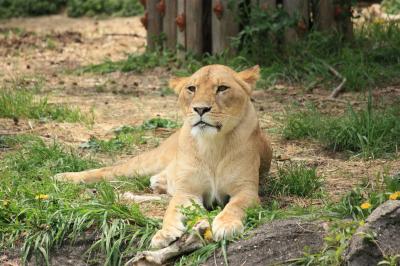 2014.4 GWの中休み　春の東山動植物園