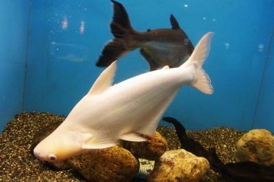 はじめまして北海道～サンピアザ水族館・サンローゼすすきの編～。